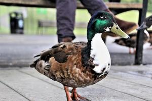 uitzicht op een wilde eendeend foto