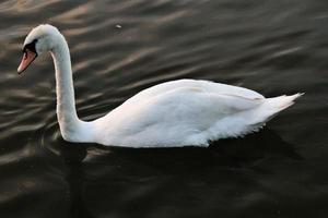 uitzicht op een knobbelzwaan op het water bij ellesmere foto