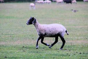 uitzicht op een schaap in een veld in cheshire foto