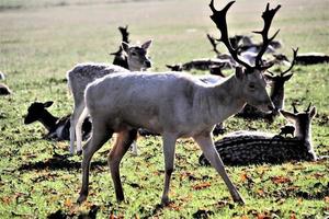 een weergave van enkele herten in richmond park in londen foto