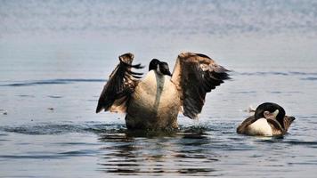 uitzicht op een Canadese gans foto