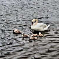 een weergave van een knobbelzwaan met jonge zwanen op nantwich lake foto