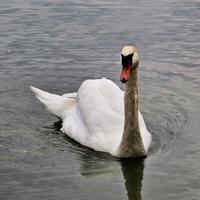 een weergave van een knobbelzwaan op Lake Windermere foto