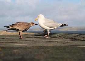 zicht op een zilvermeeuw aan zee foto