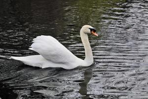 een close up van een knobbelzwaan in londen foto