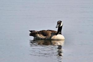 uitzicht op een Canadese gans foto