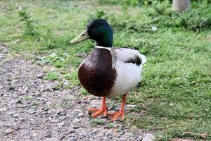 uitzicht op een wilde eendeend bij het meer van nantwich foto