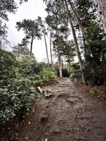 uitzicht op het platteland van Shropshire bij hawkstone in de winter foto