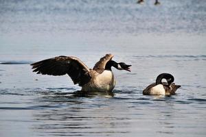 uitzicht op een Canadese gans foto