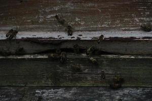 een zicht op enkele bijen rond een korf foto