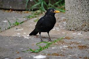 een close up van een merel in de tuin foto