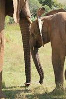 jonge olifant naast zijn moeder in Zuid-Afrikaans nationaal park foto