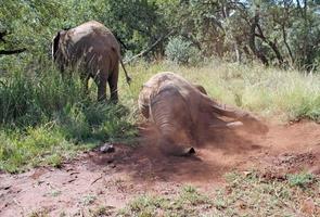 jonge olifant die in het vuil speelt in Zuid-Afrika foto
