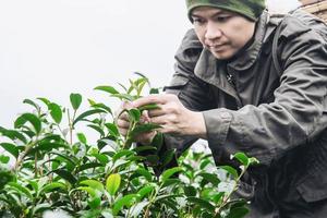 man oogst - pluk verse groene theebladeren op hoogland theeveld in chiang mai thailand - lokale mensen met landbouw in hoogland natuurconcept foto