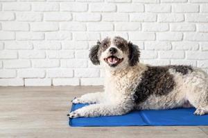 schattig gemengd ras hond liggend op koele mat opzoeken op witte bakstenen muur achtergrond foto