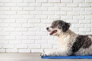 schattig gemengd ras hond liggend op koele mat opzoeken op witte bakstenen muur achtergrond foto