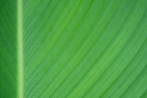 close-up van vers groen groot blad in de tuin foto