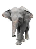 Azië olifant geïsoleerde witte achtergrond foto
