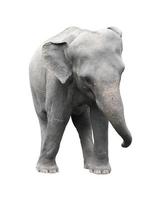 Azië olifant geïsoleerde witte achtergrond foto