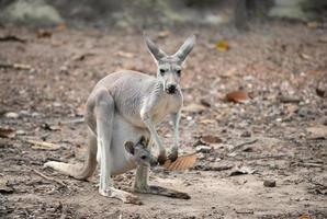 homo kangoeroe met joey foto