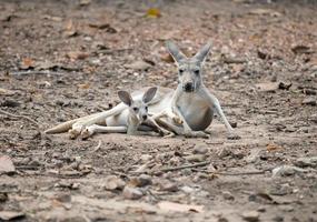 homo kangoeroe met joey foto