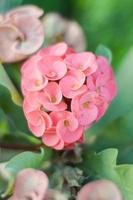 roze euphorbia bloem foto