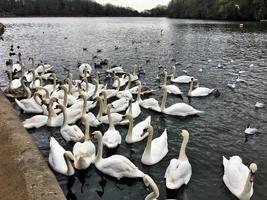 uitzicht op een knobbelzwaan in roundhay park in leeds foto