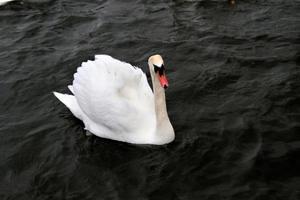 uitzicht op een knobbelzwaan in roundhay park in leeds foto