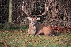 uitzicht op een edelhert op het platteland van Cheshire foto