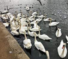 uitzicht op een knobbelzwaan in roundhay park in leeds foto