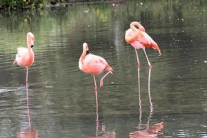 uitzicht op een flamingo in het slimbridge-natuurreservaat foto