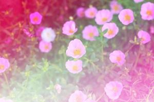 roze kleine berenklauw bloemen foto