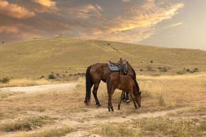 een gezadeld paard met een veulen staat tegen de achtergrond van een berglandschap en een zonsondergang.