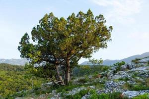 een eenzame boom groeit op een rots in de wilde bergen.. foto
