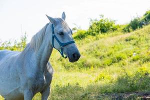 wit paard in de wei, gras etend. foto