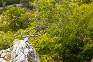 een eenzame boom groeit op een rots in de wilde bergen.. foto