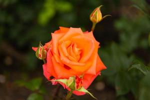 close-up van een geel-roze roos op een groene achtergrond. selectieve aandacht. foto