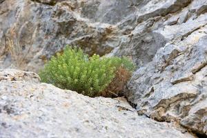 kleine felgele bloemen die in de spleten van de rots groeien. . foto