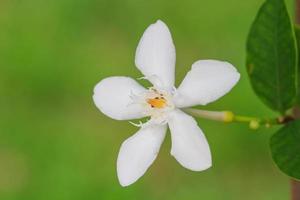 gardenia bloem foto