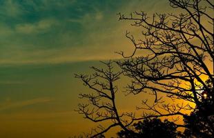 silhouet dode boom op prachtige zonsondergang of zonsopgang op gouden hemel. achtergrond voor vreedzaam en rustig concept. licht voor hoop en spiritueel. ontwaken en inspiratie concept. ziel en respect. foto