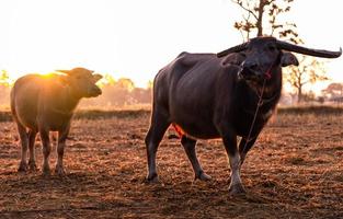 moerasbuffel bij een geoogst padieveld in thailand. buffelmoeder en zoon staan 's ochtends met zonlicht op de rijstboerderij. binnenlandse waterbuffel in Zuidoost-Azië. huisdier op het platteland. foto