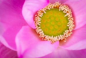 bovenaanzicht van roze lotusbloem. in het boeddhisme is bekend dat de lotus wordt geassocieerd met zuiverheid, spiritueel ontwaken en trouw. waterplant. foto