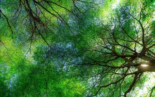 onderaanzicht van boomtakken en groene bladeren van de boom in tropisch bos met zonlicht. frisse omgeving in park. groene plant geeft zuurstof in de zomertuin. bosboom met kleine bladeren op zonnige dag. foto