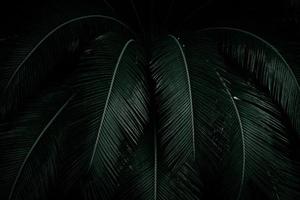 palmbladeren op donkere achtergrond in de jungle. dichte donkergroene bladeren in de tuin 's nachts. natuur abstracte achtergrond. tropisch bos. exotische plant. mooie donkergroene bladtextuur. foto