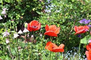 mooie rode papaverbloemen gevonden in een groene tuin op een zonnige dag foto