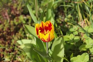 enkele tulp bloem in rood oranje en gele kleur op een groene achtergrond - selectieve aandacht. foto