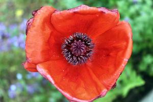 mooie rode papaverbloemen gevonden in een groene tuin op een zonnige dag foto