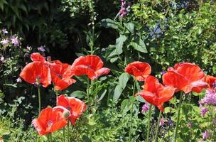 mooie rode papaverbloemen gevonden in een groene tuin op een zonnige dag foto