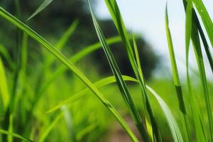 groene grassprieten zijn goed voor een natuurlijke achtergrond foto