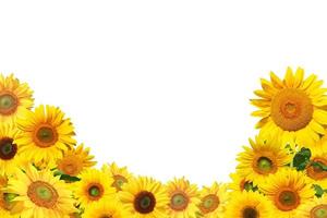 bloem van zonnebloem geïsoleerd op een witte achtergrond. foto